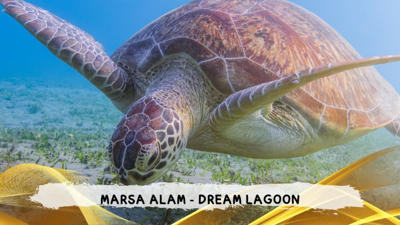 2026 marsa alam da roma dream T IN3