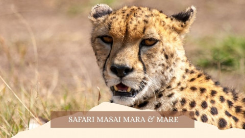 2025 africa masai mara e mare gennaio marzo 26 IN3