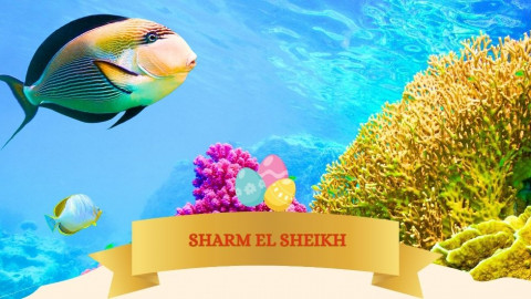 2026 sharm el sheikh T ponti milano IN3