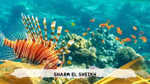 2026 sharm el sheikh da bologna T IN3