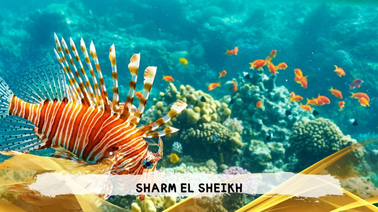 2026 sharm el sheikh da bologna T IN3