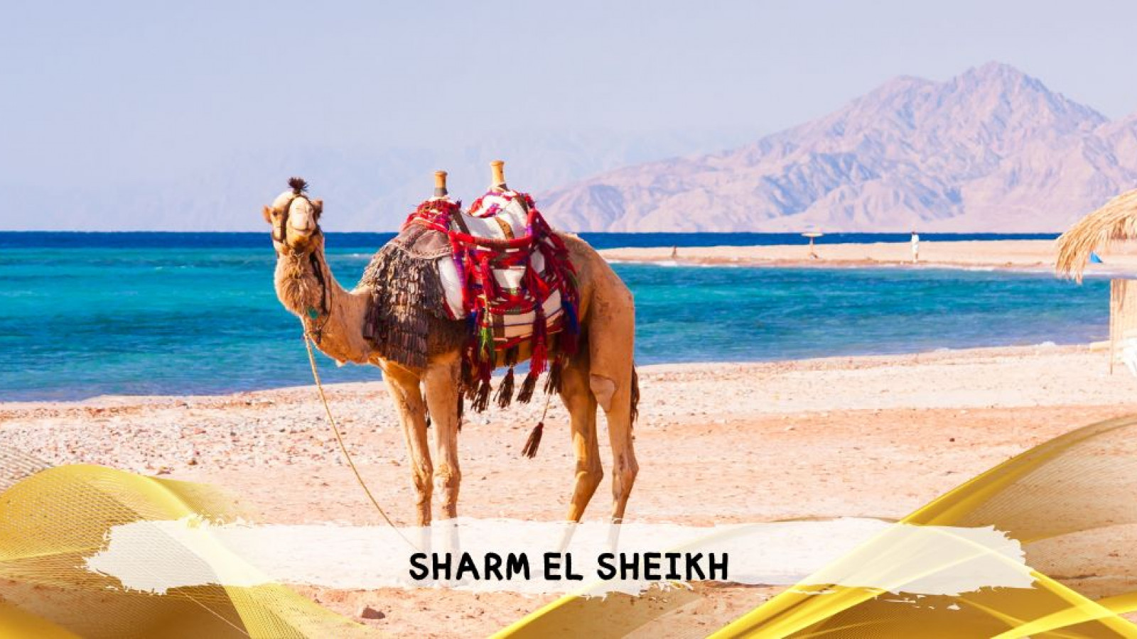 2026 sharm el sheikh da roma queen T IN3