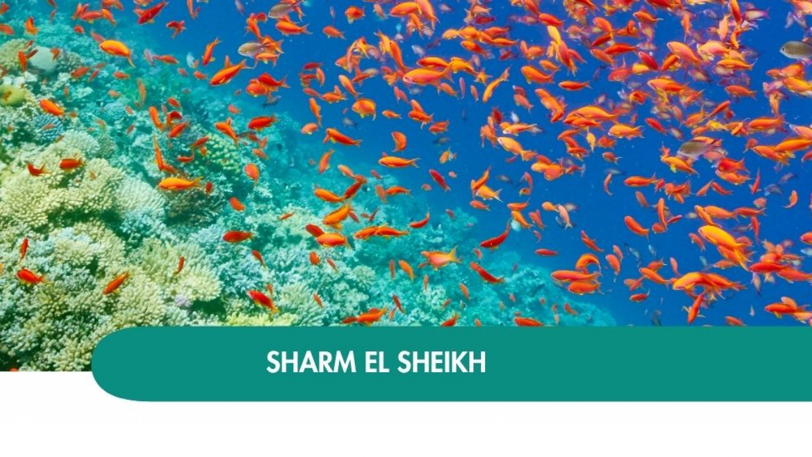 2026 sharm el sheikh halloween T IN3